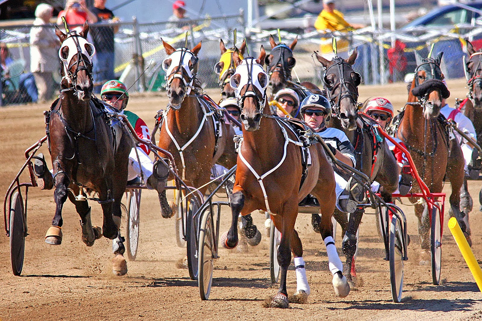 Analyse des performances des chevaux